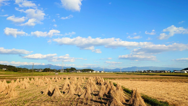 全国作況「100」で確定　収穫量前年より30万6000ｔ減　2022年産