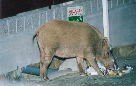 農業土木・鳥獣対策でプロフェッショナル型キャリア採用　課長級の即戦力を募集　神戸市