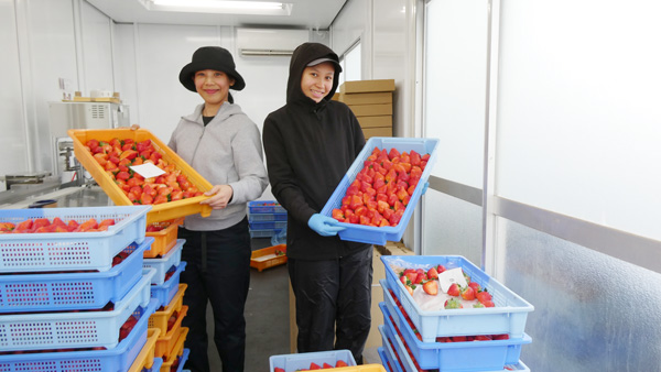 イチゴの出荷作業にあたる技能実習・特定技能のスタッフ