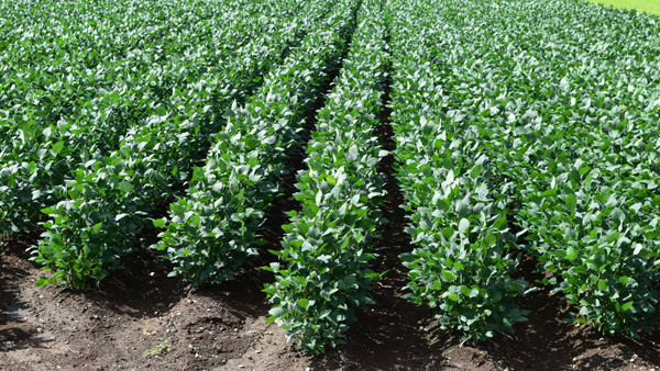 大豆収穫量　前年産比２％減　2022年産　農水省公表