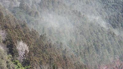 花粉が飛散するスギ林