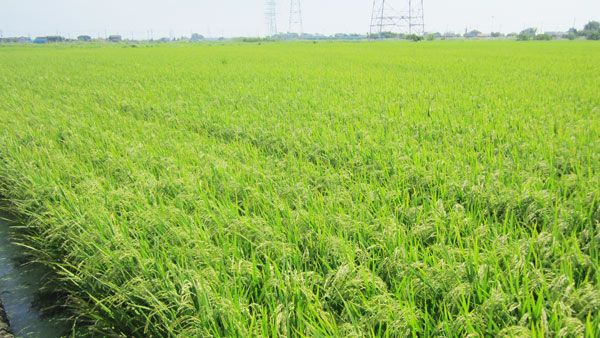 米による転作で水田を維持