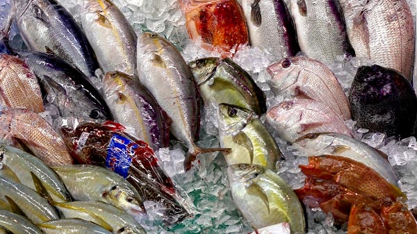 魚イメージ.jpg