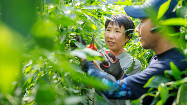 「お試し就農」イメージ