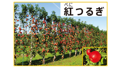 枝が横に広がらないりんご品種「紅つるぎ」を開発　省力化を促進　農研機構