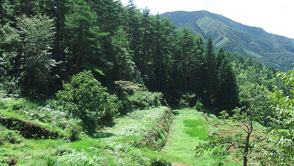 高齢化で耕作放棄された水田（中国地方）