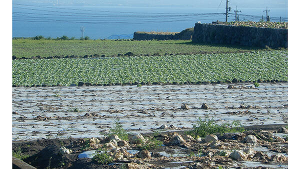 西南暖地の畑作地帯は耕地利用率が高い（長崎県島原半島）