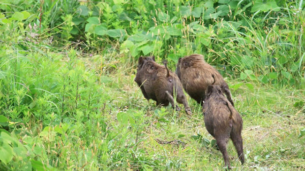 豚熱ウイルス　人が拡散か　感染源500km先　農研機構