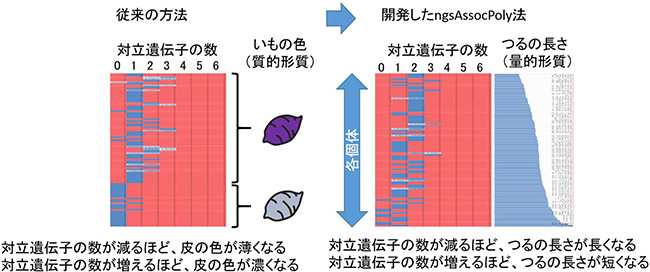 対立遺伝子と形質との関係