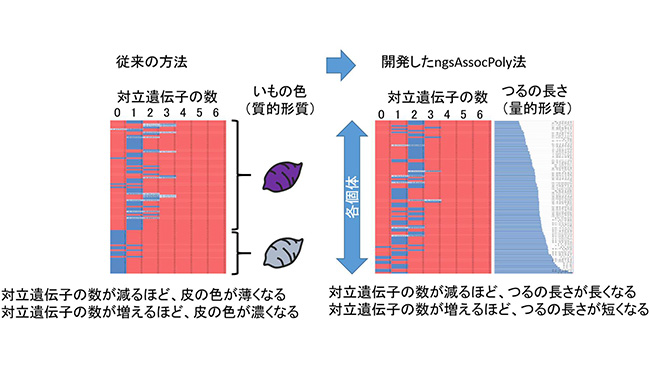 高次倍数体農作物の遺伝解析法を開発ーかずさＤＮＡ研など