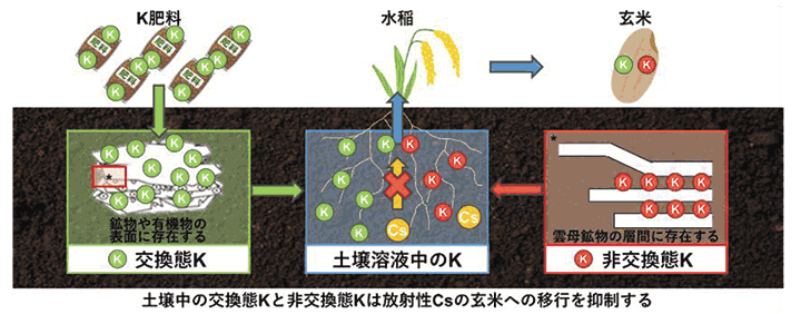 土壌中の交換態Ｋと非交換態Ｋは放射性Ｃｓの玄米への移行を抑制する