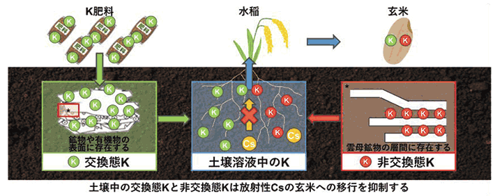 雲母に含まれる非交換態Ｋの放射性Ｃｓ吸収抑制効果を確認　農研機構と京都府立大