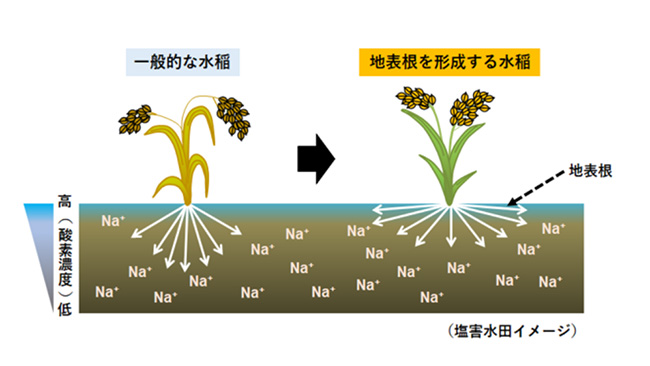 塩害に負けないイネの開発に成功