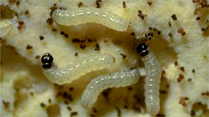 シロイチモジヨトウの若齢幼虫（体長約2ミリ）