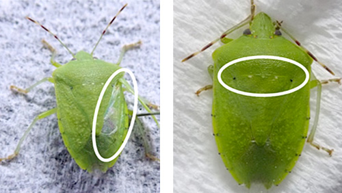 ミナミアオカメムシ成虫 (円内の小楯板上端に 3 つの白い斑点) 、腹部背面