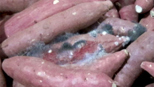 輸送中のかんしょに発生した腐敗の様子