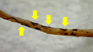 nous20100623_s.jpg