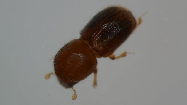 シイノコキクイムシ成虫 (体長約1.7mm）