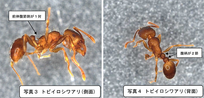 トビイロシワアリの側面と背面