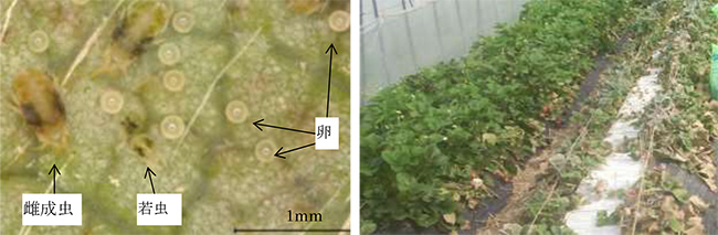 ナミハダニ黄緑型の成虫・若虫・卵（左）、ナミハダニが多発生したイチゴ