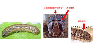 ツマジロクサヨトウ幼虫（体長約40mm）左から外観、頭部正面の特長、腹部後方の特長