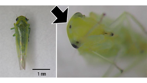 ウメシロヒメヨコバイ成虫(体長3～3.5mm) （左）、成虫の頭部（頭頂部の黒点）