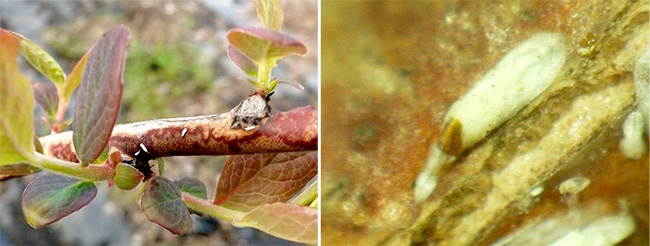 ブルーベリーに国内初のカイガラムシ2種を確認 愛媛県 ニュース 農政 Jacom 農業協同組合新聞