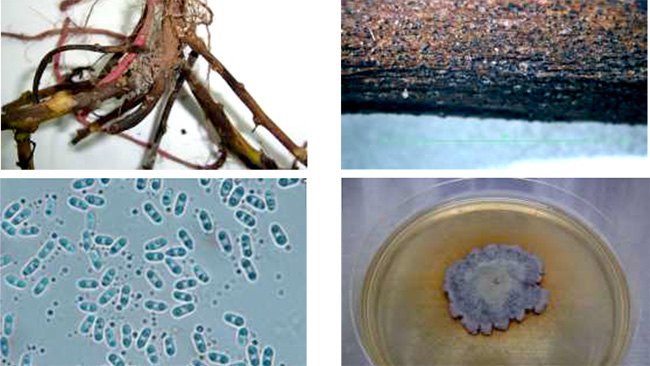 地際部の茎の被害症状、被害茎に形成された分生子殻、D.destruensの分生子、PDA培地上に形成された菌叢