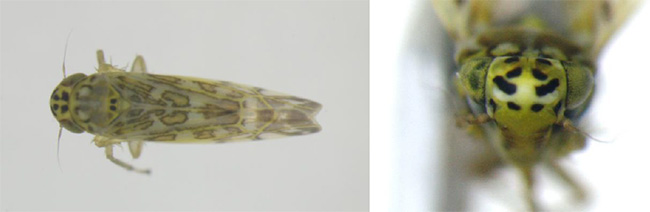 成虫、成虫の頭部 （横浜植物防疫所原図）