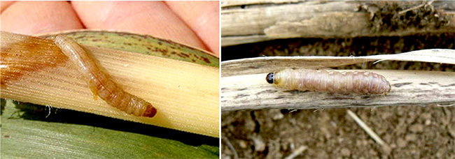 カンシャシンクイハマキ幼虫、イネヨトウ幼虫