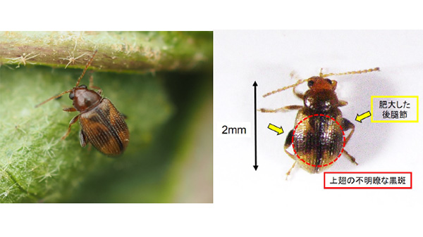 タバコノミハムシ成虫と形態的特徴