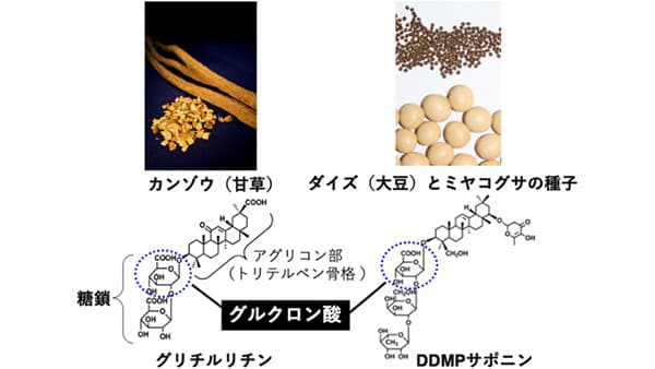 カンゾウ（撮影：理化学研究所の豊岡公徳博士）に含まれる有用サポニンの構造