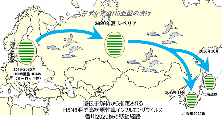 遺伝⼦解析から推定される H5N8亜型⾼病原性⿃インフルエンザウイルス ⾹川2020株の移動経路