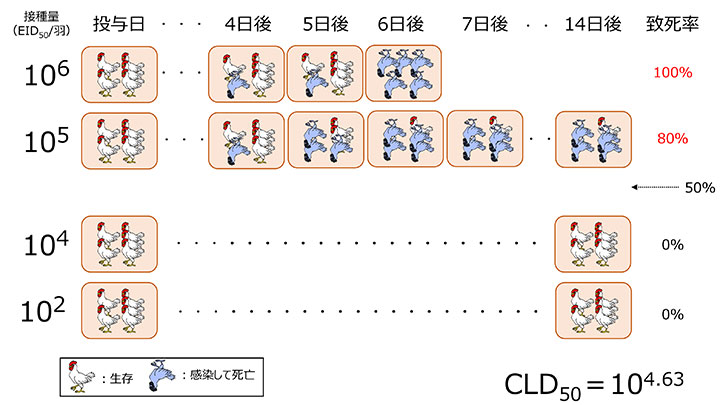 ⾃然感染を想定した鶏への経⿐接種による致死率