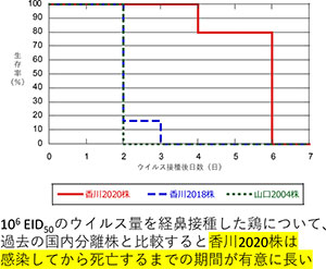 ⽇本で分離されたH5亜型HPAIV経⿐接種鶏の⽣存曲線