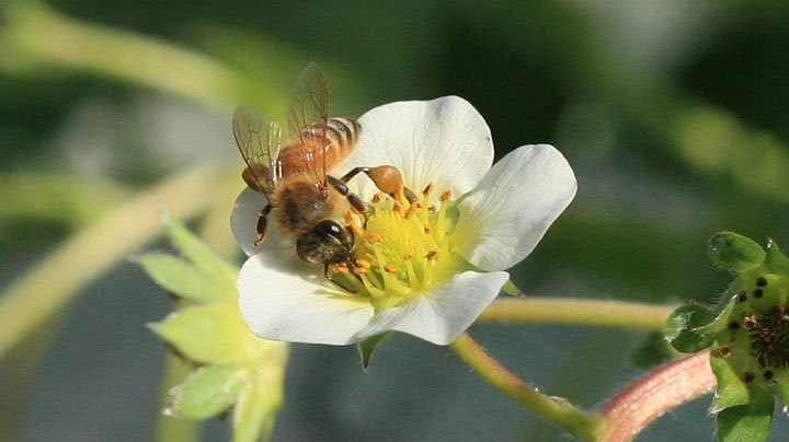 ハウス内ではミツバチが花粉を集めるために飛んでいる