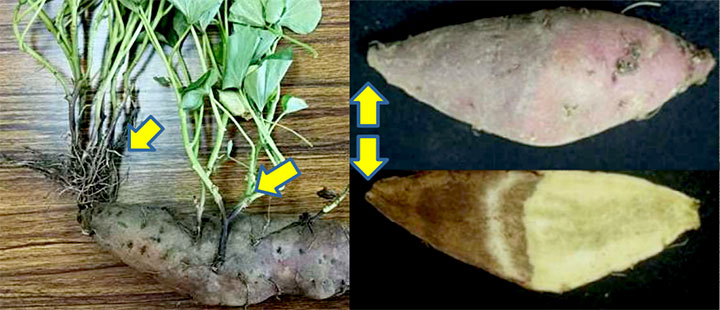 苗床から堀上げた罹病塊根種イモの腐敗と苗基部の黒変（農研機構生研支援センターイノベーション創出強化研究推進事業で作成したマニュアル「サツマイモ基腐病の発生生態と防除対策」から引用）、腐敗塊根（品種：べにはるか）なり首側からの腐敗