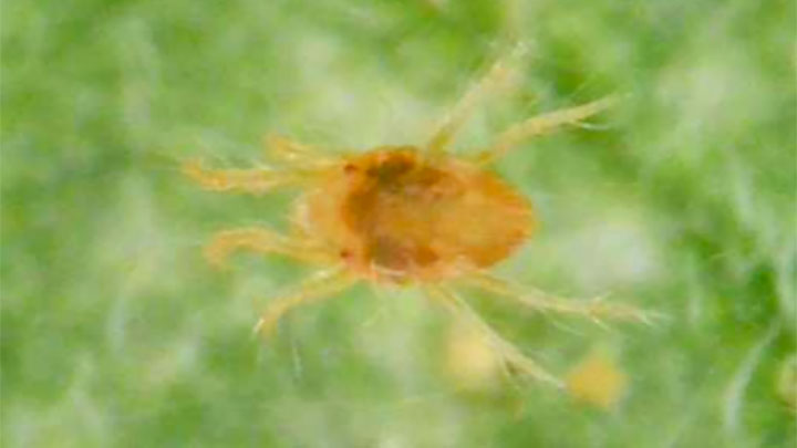 ミツユビナミハダニの雌成虫