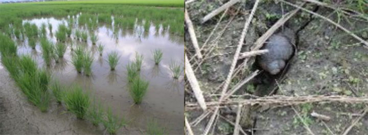 ジャンボタニシの食害で欠株が生じた水田（左）、越冬中のジャンボタニシ（右）