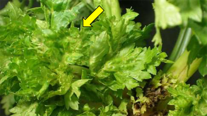 細かいえそ斑点が多数形成され、萎縮する芯葉