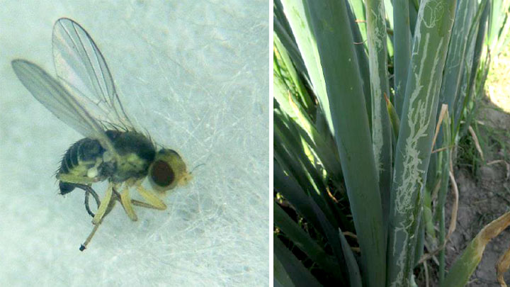 ネギハモグリバエB系統成虫・食害され白化したネギ