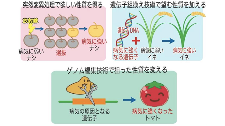 【ゲノム編集技術を知る】遺伝子組換えとどう違う？