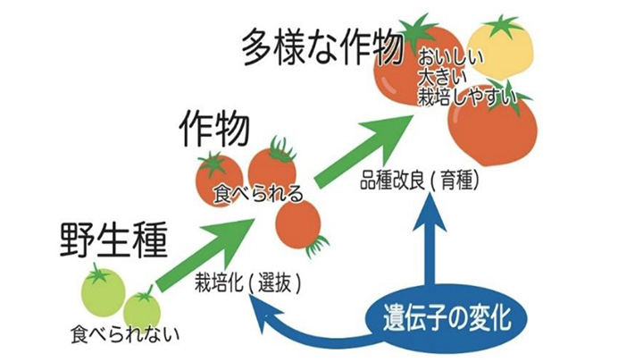 【ゲノム編集技術を知る】新しい育種技術？　そもそも育種って？