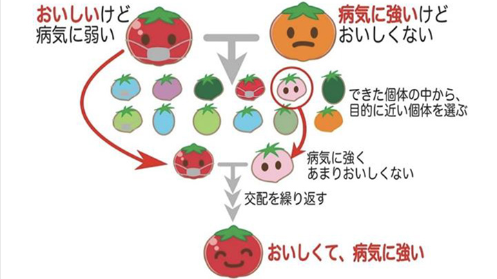 【ゲノム編集技術を知る】新しい育種技術？　そもそも育種って？