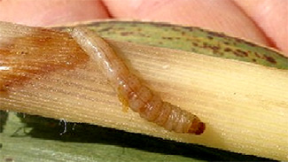 カンシャシンクイハマキの幼虫