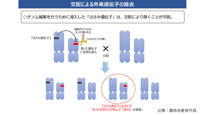 【ゲノム編集技術を知る】ハサミを作るため遺伝子組換えを利用？