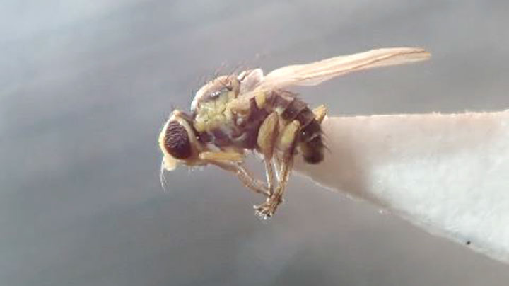ネギハモグリバエ成虫