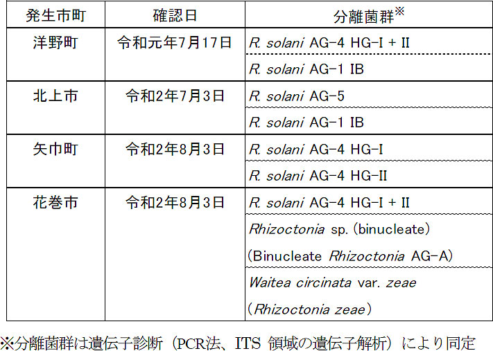 岩手県内で確認されたネギリゾクトニア葉鞘腐敗病の分離菌群