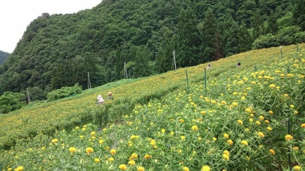 最上川流域の紅花システム