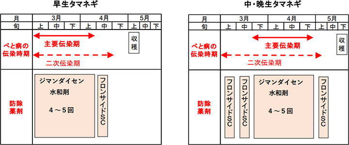 タマネギべと病の伝染時期と薬剤防除体系（例）